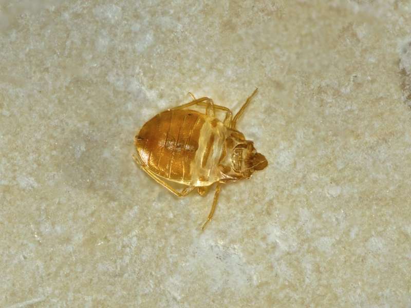 Specialized Reptile and Amphibian Enclosure Pest Management Specialized Reptile and Amphibian Enclosure Pest Management